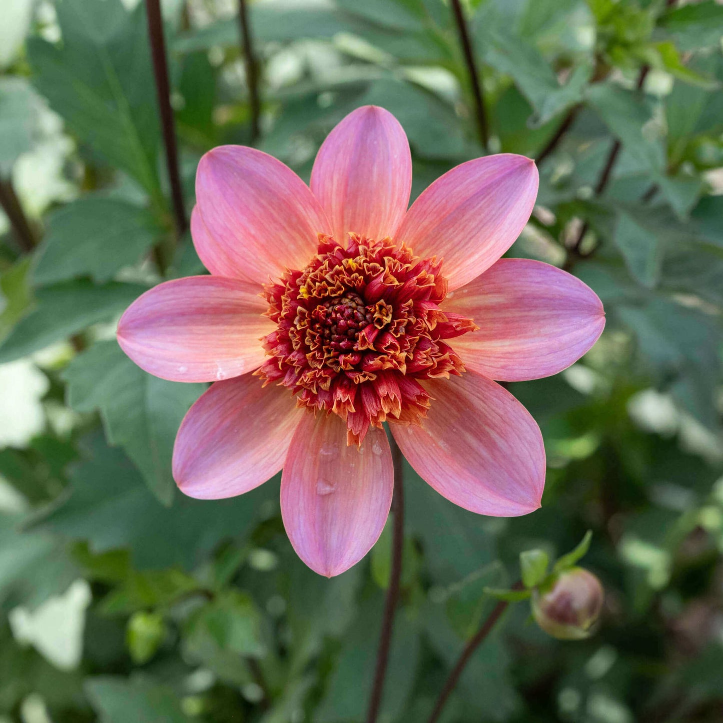 Dahlia Import - Totally Tangerine