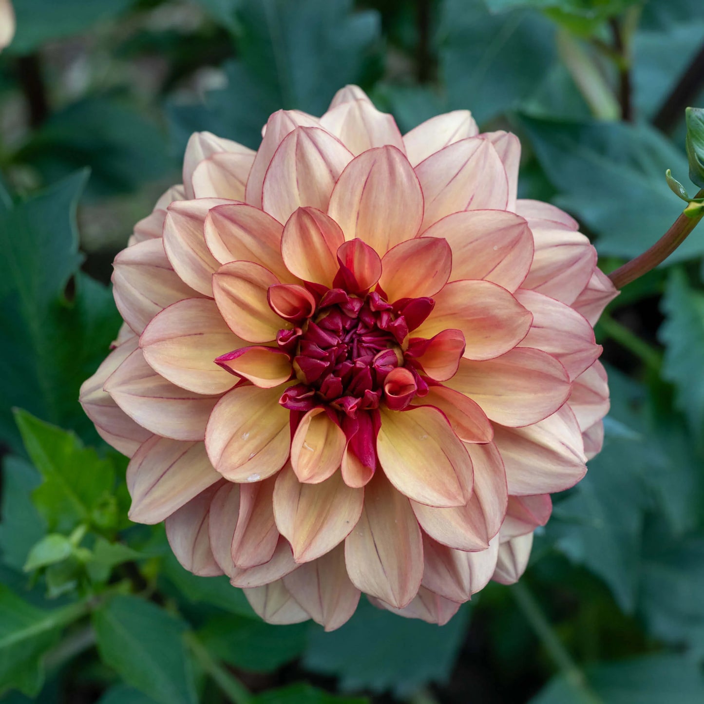 Dahlia Import - Crème de Cognac