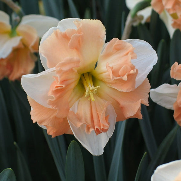Narcissus 'Apple Pie' - 10 Bulbs
