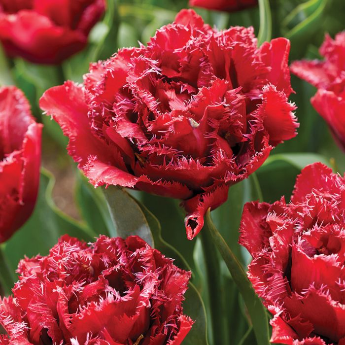 Tulip Cranberry Thistle - 10 Bulbs