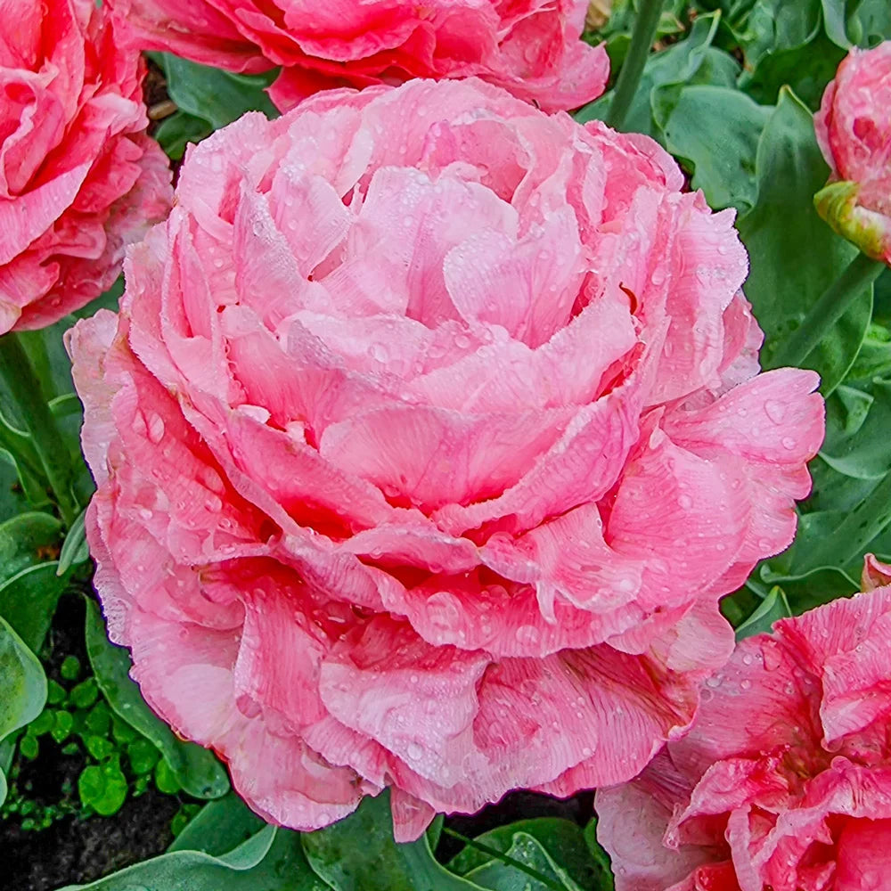 Tulip Taiwan - 10 Bulbs