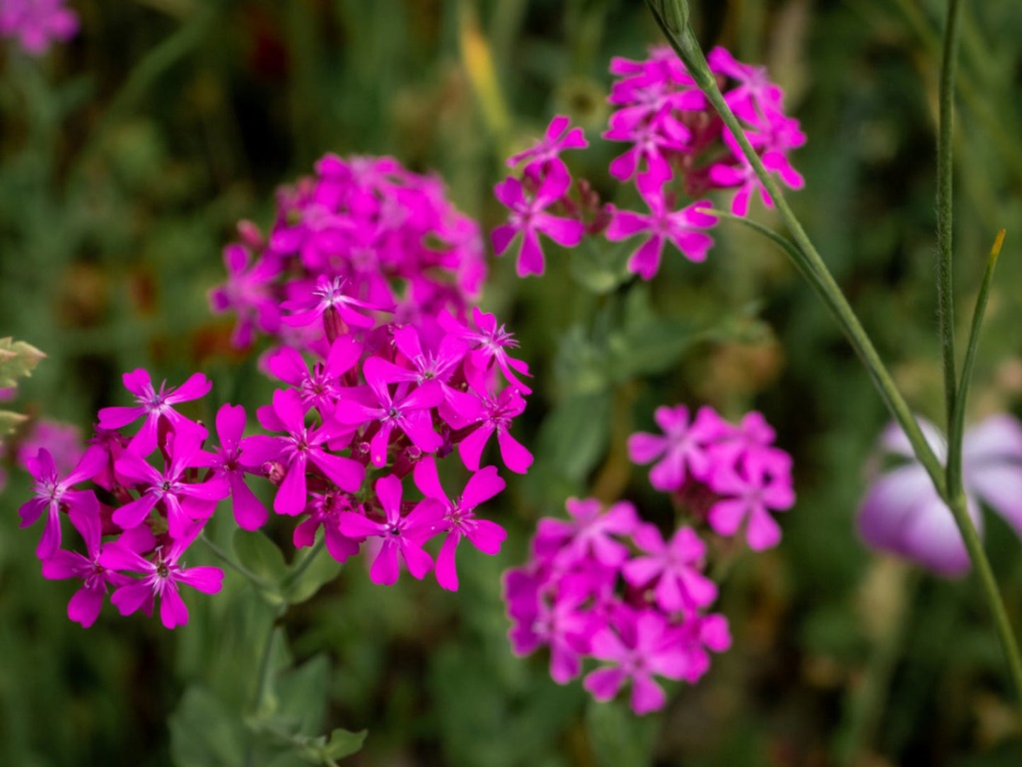 Garden Catchfly