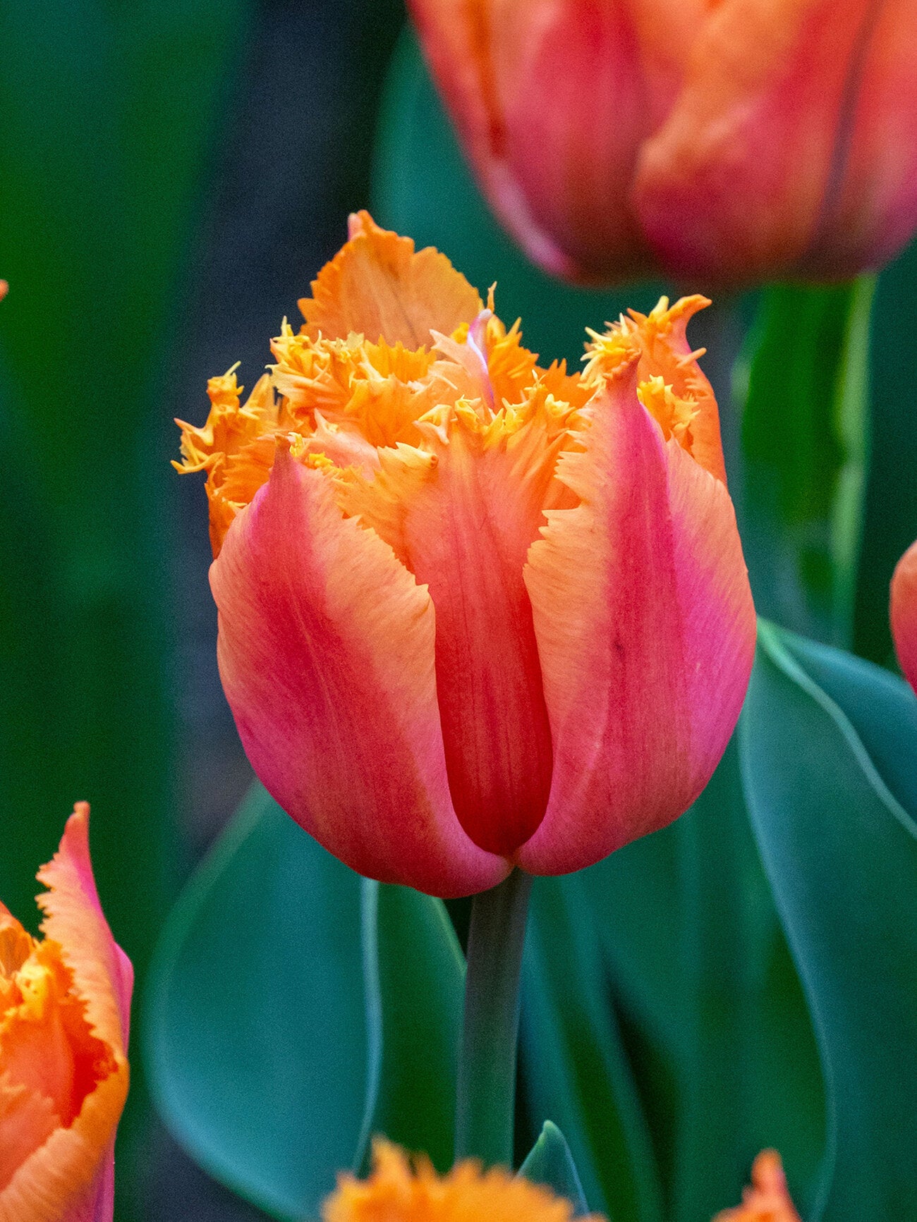 Tulip Orange Passion - 10 Bulbs
