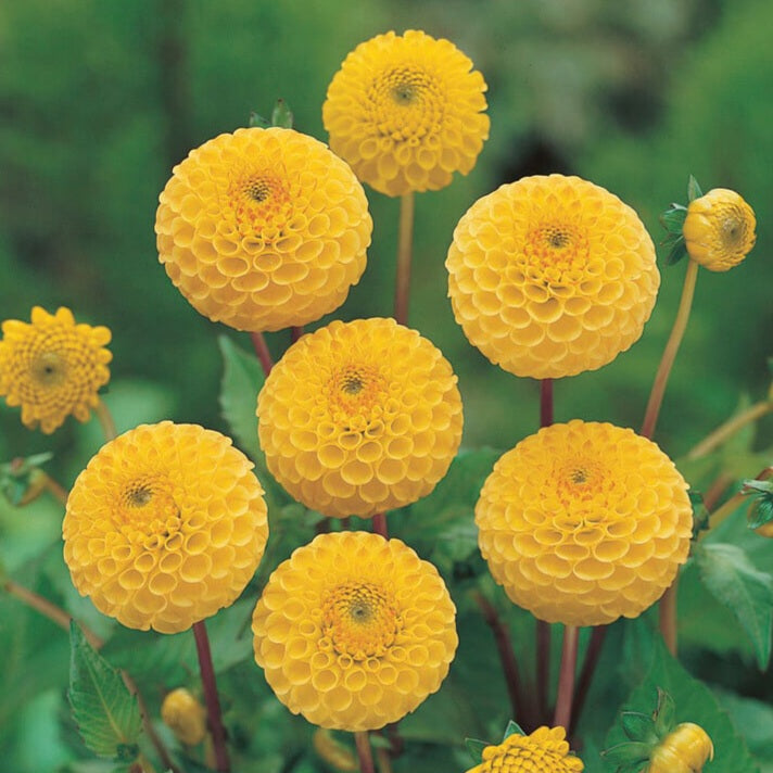 Dahlia - Buttercup