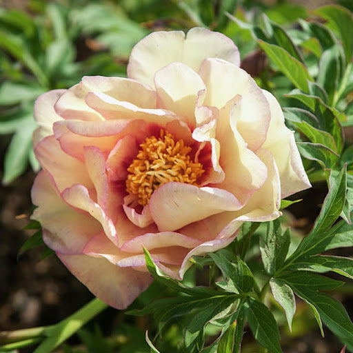 Peony Itoh 'Callie's Memory'