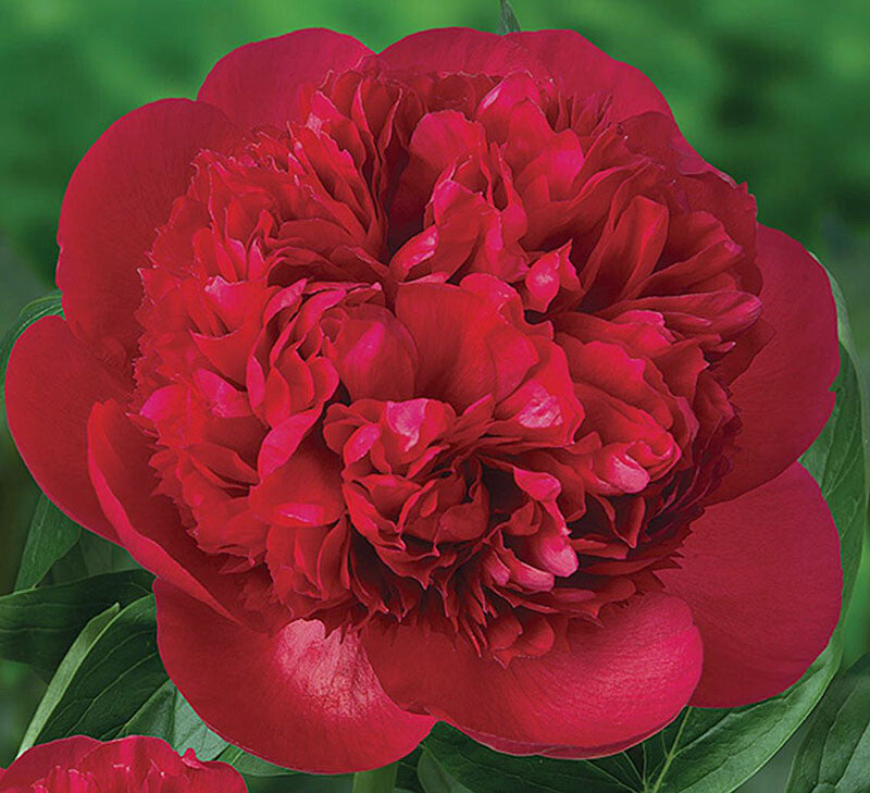 Potted Peony 'Diana Parks'