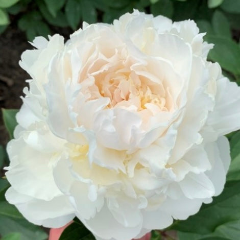 Peony 'Blush Queen'