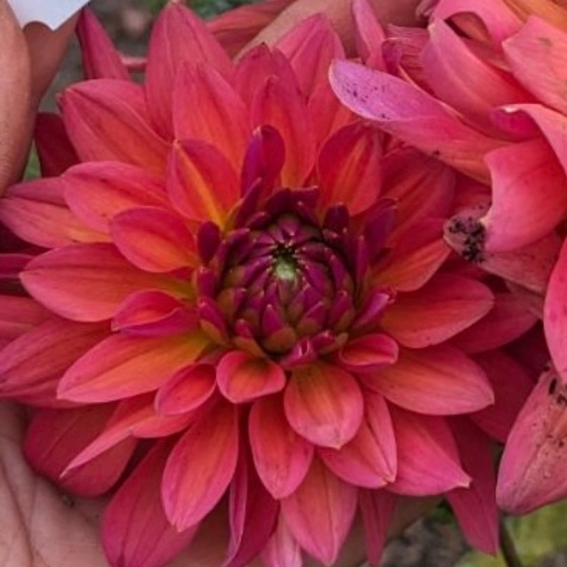 Potted Dahlia - American Dawn
