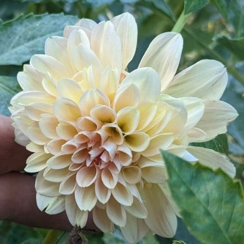 Dahlia - Sweet Natalie
