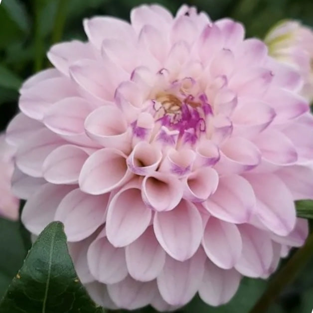 Dahlia - Lyn’s Louise