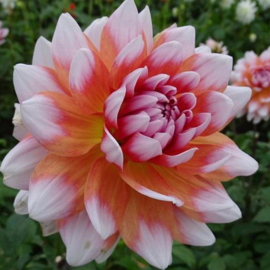 Dahlia - Summit Festival