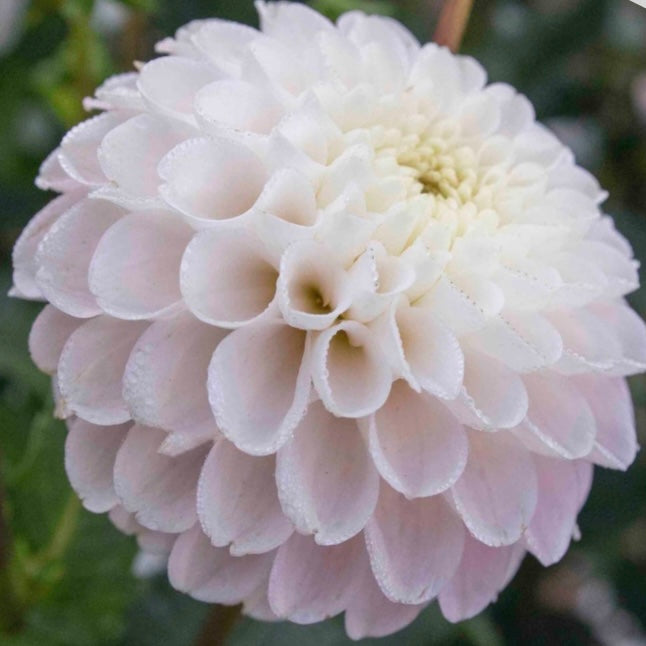 Dahlia - White Wizard