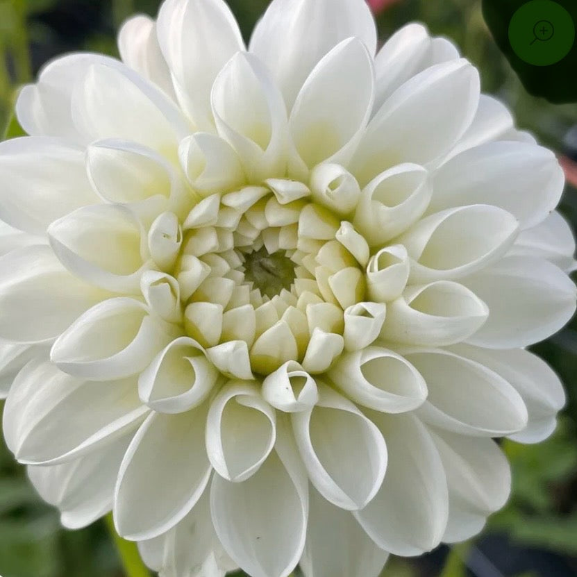 Dahlia - Orsett Beauty