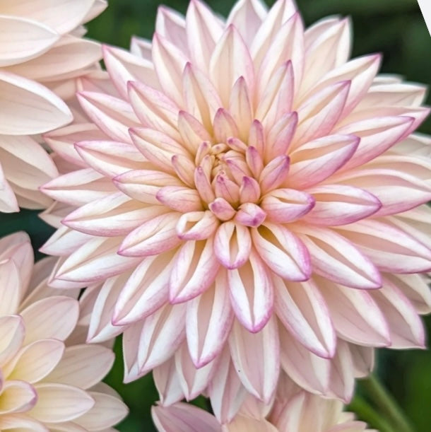 Dahlia - Valley Porcupine