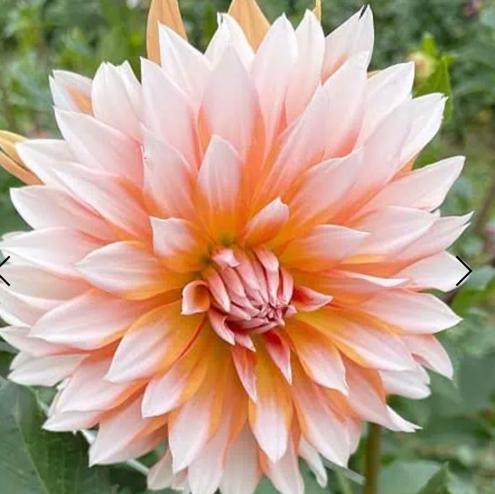 Dahlia - Orange & Snow