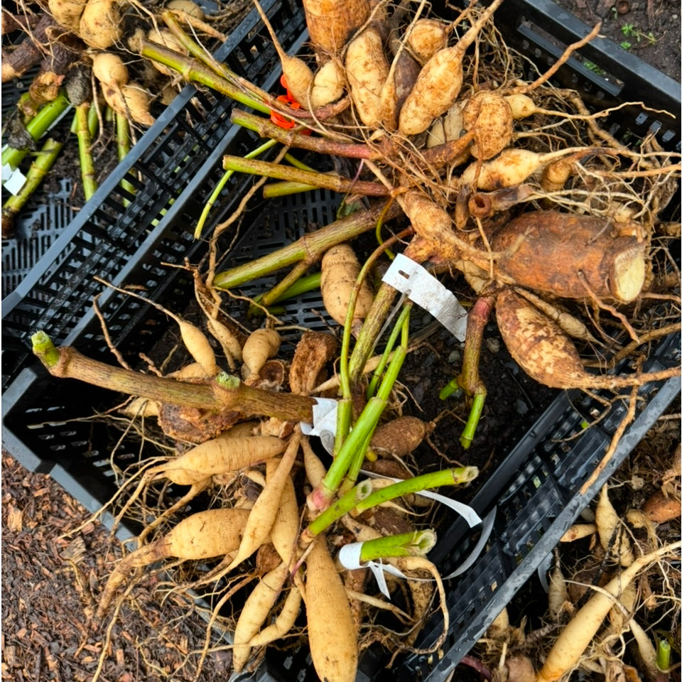 January 17, 2026 Dahlia Dividing Workshop