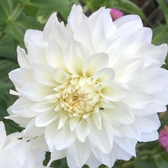 Dahlia - Center Court