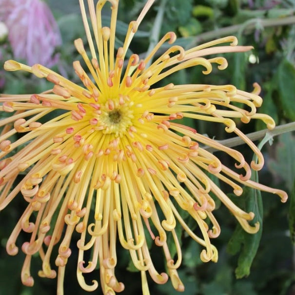 Chrysanthemum - Lava x 2