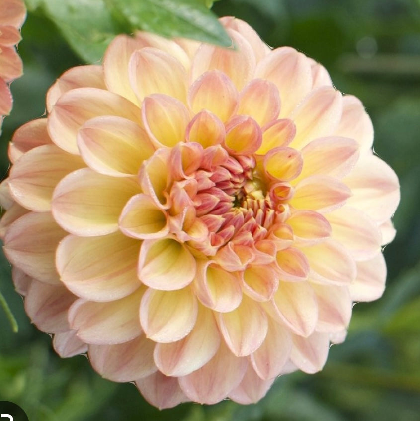 Potted Dahlia - Lark’s Ebbe