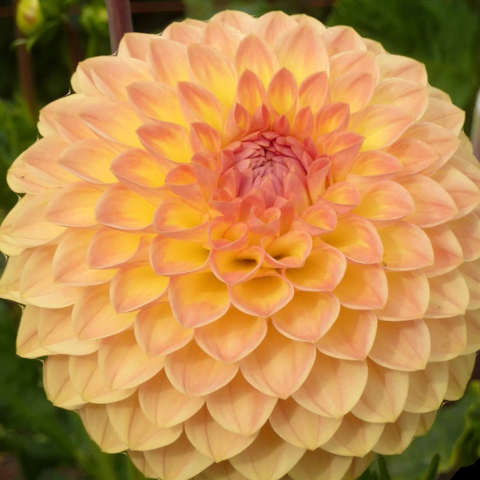 Dahlia - Blyton Softer Gleam