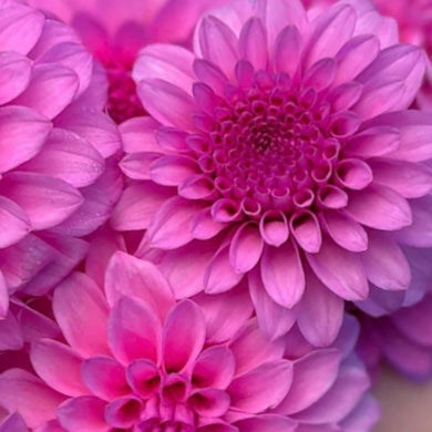 Potted Dahlia - GG’s Alessandro