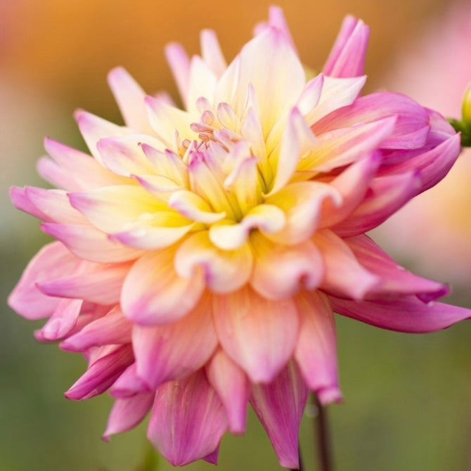 Potted Dahlia - Bahama Mama