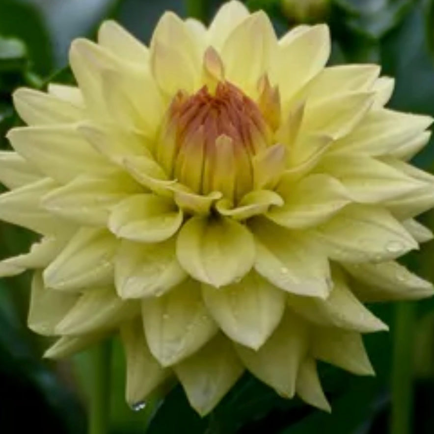 Dahlia - Canoz Jaguar