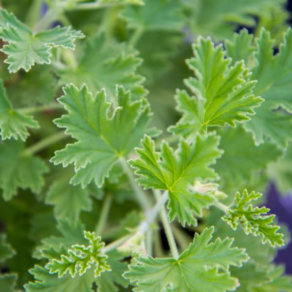 Citrus Scented Geranium Starts x 4