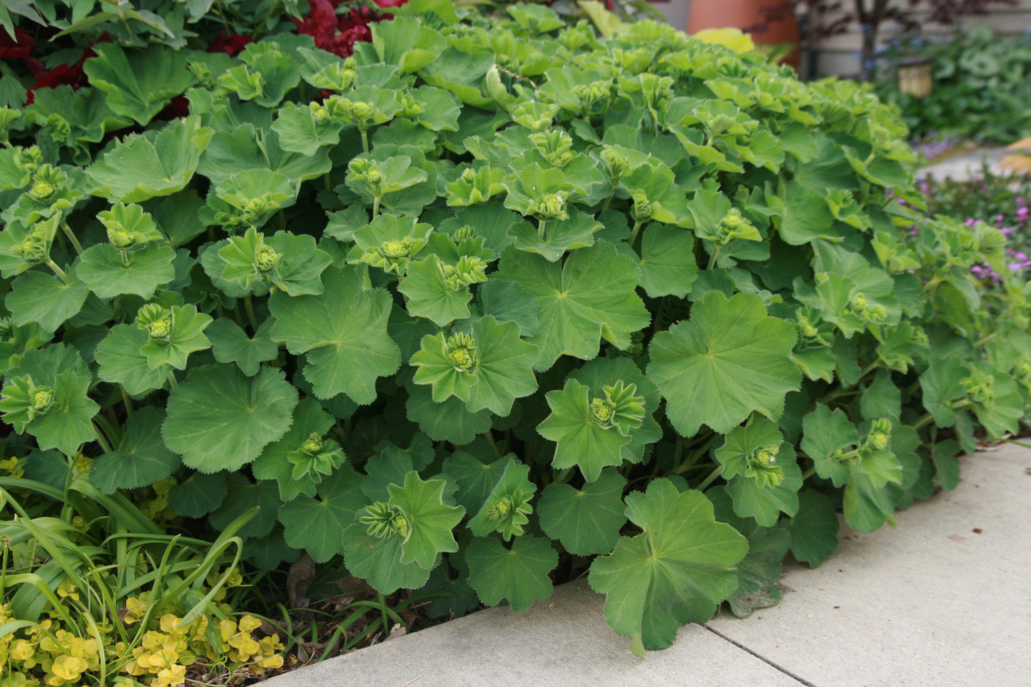 Lady's Mantle