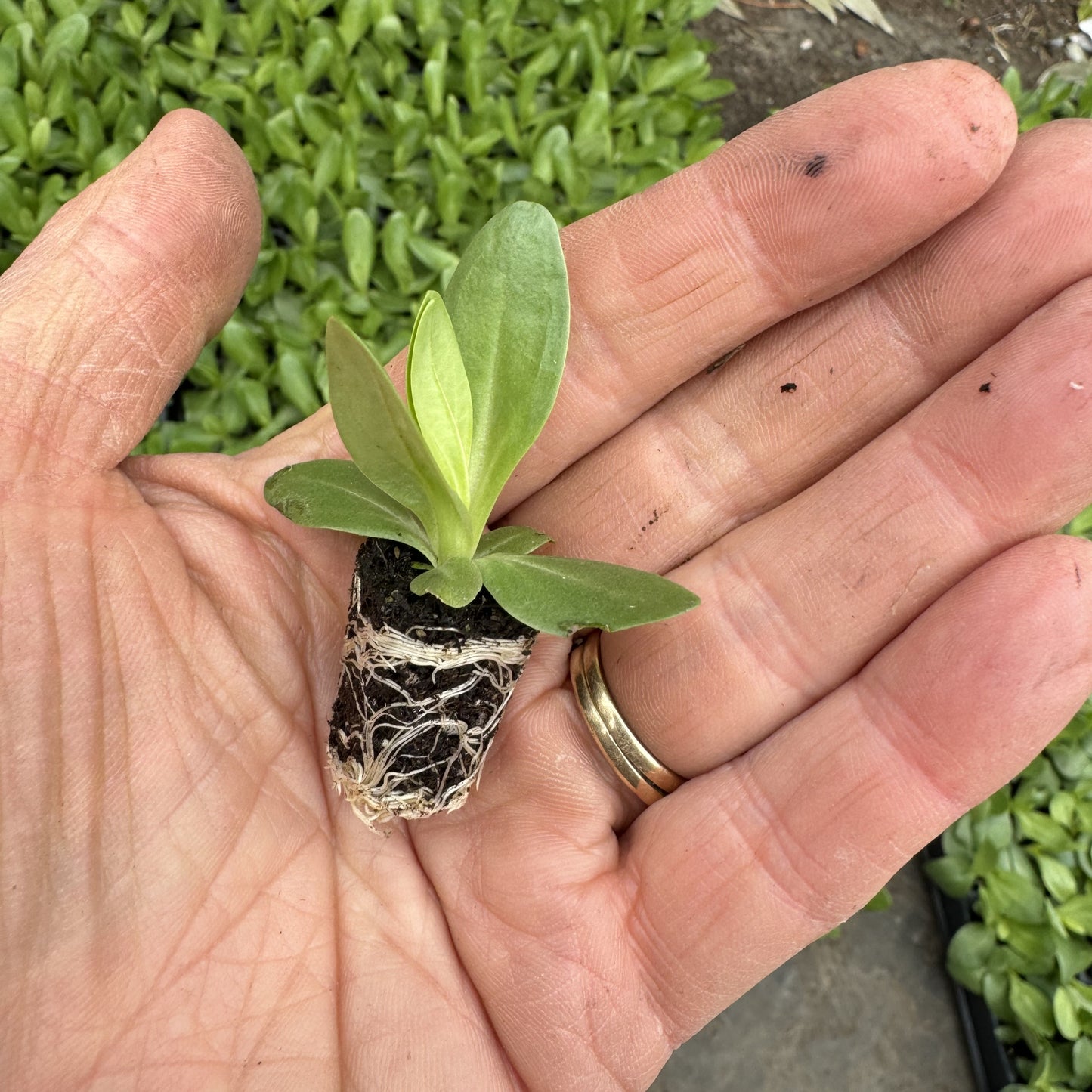 *PREORDER* Lisianthus Plug - Voyage 2 Green II x 5