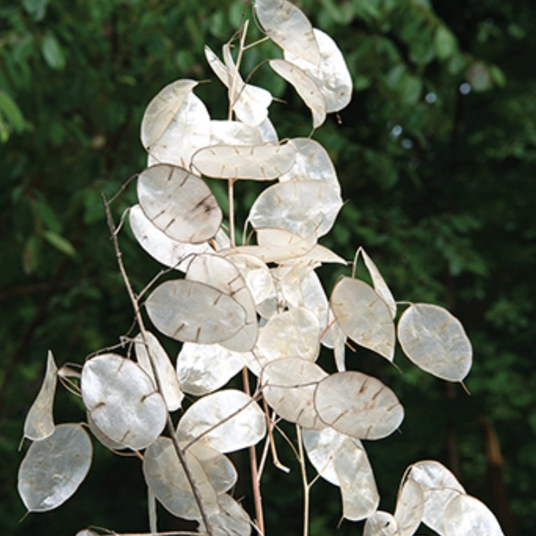 Lunaria
