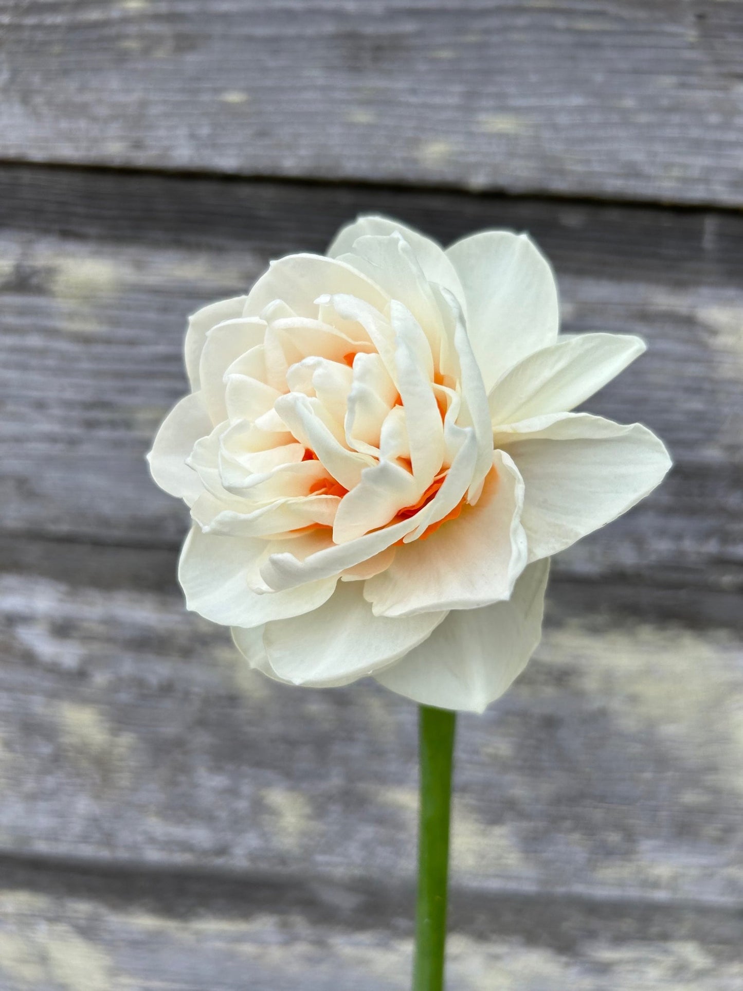 Narcissus 'Gay Tabor' - 10 Bulbs