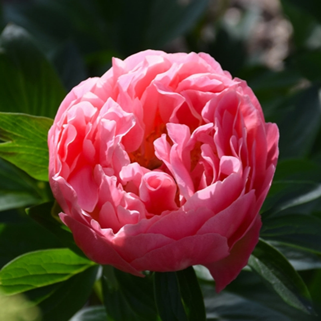 Peony 'Pink Hawaiian Coral'
