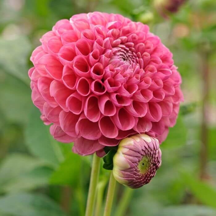 Dahlia Import - Jowey Frambo