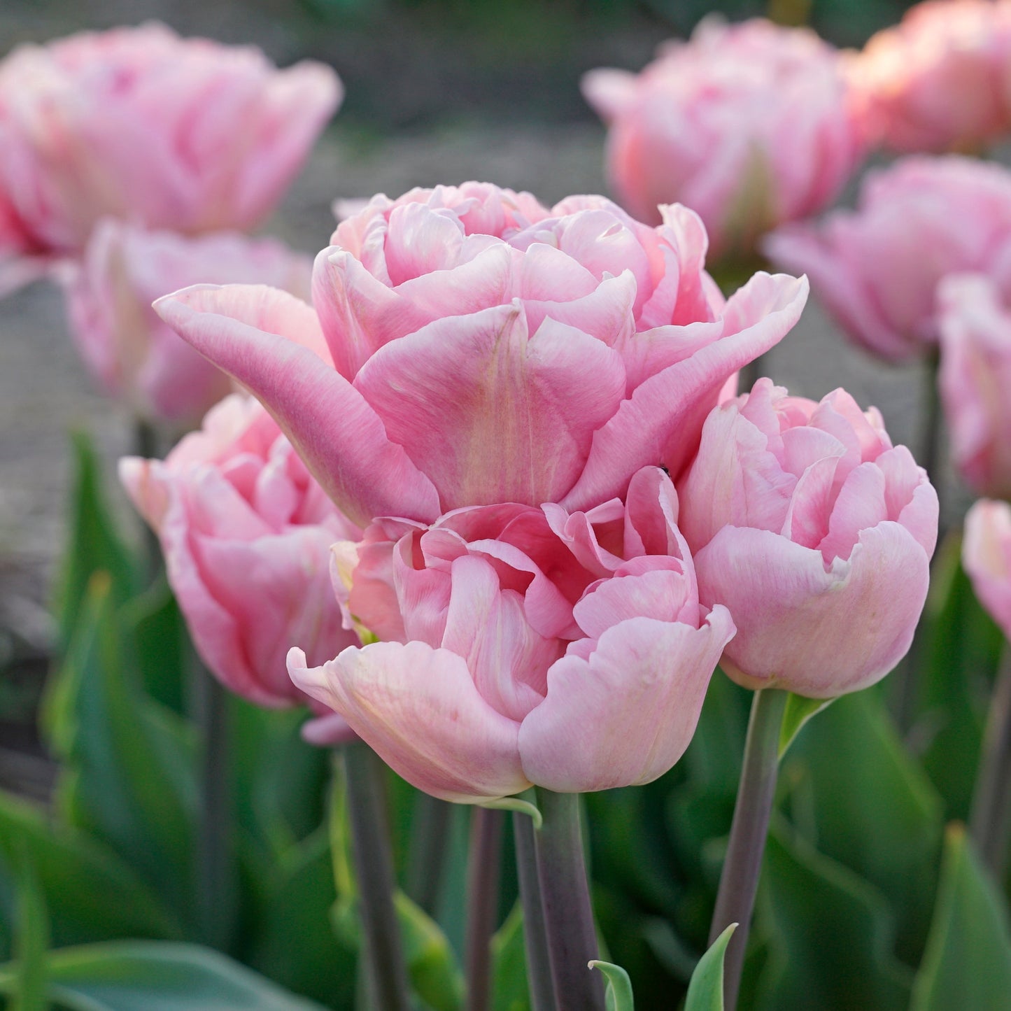 Tulip Mariage - 10 Bulbs