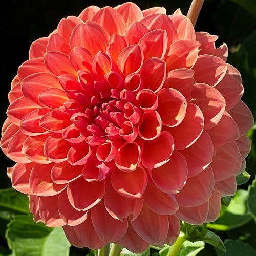 Dahlia - Orange Breeze