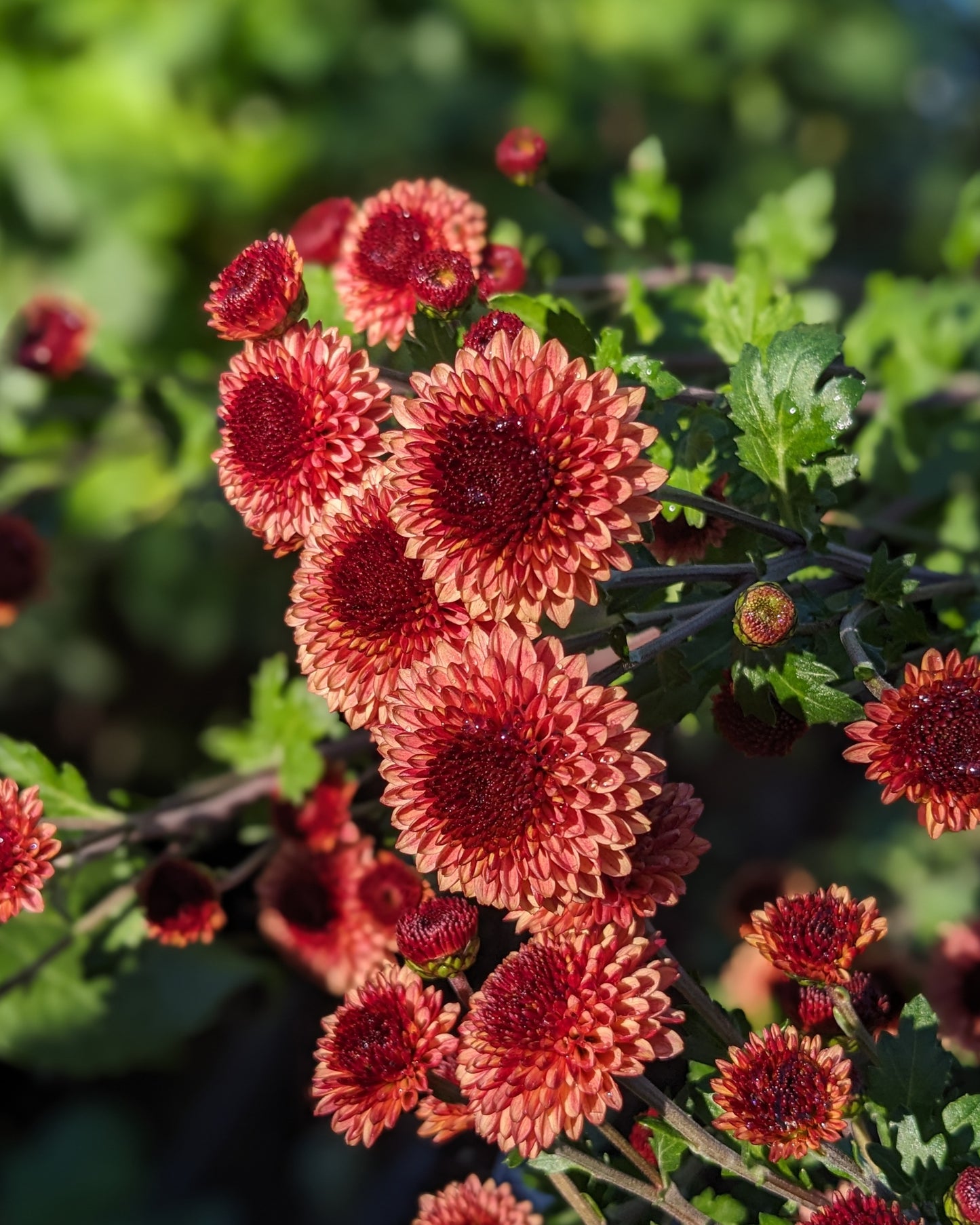 Chrysanthemum - Button Salmon x 2