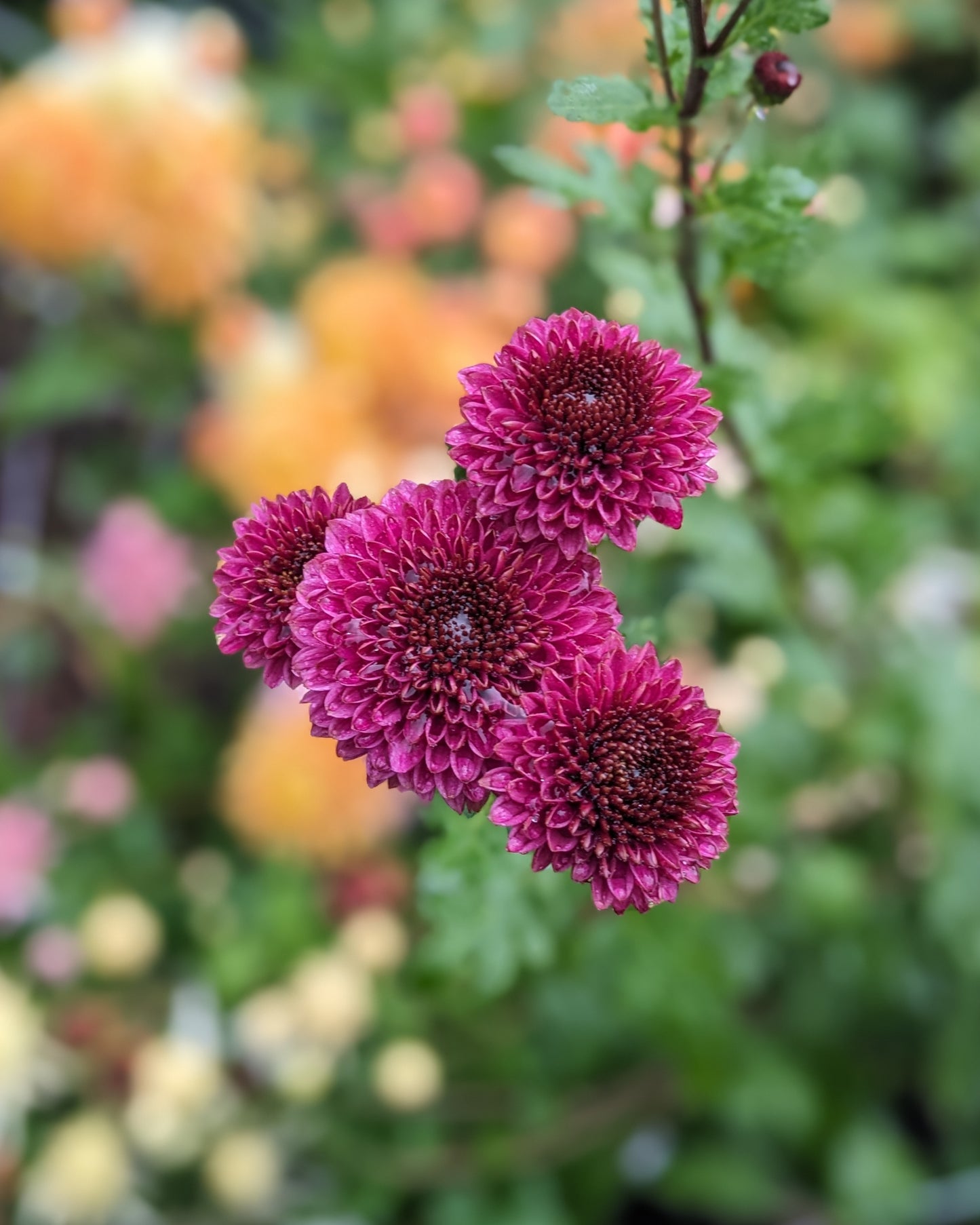Chrysanthemum - Button Purple x 2