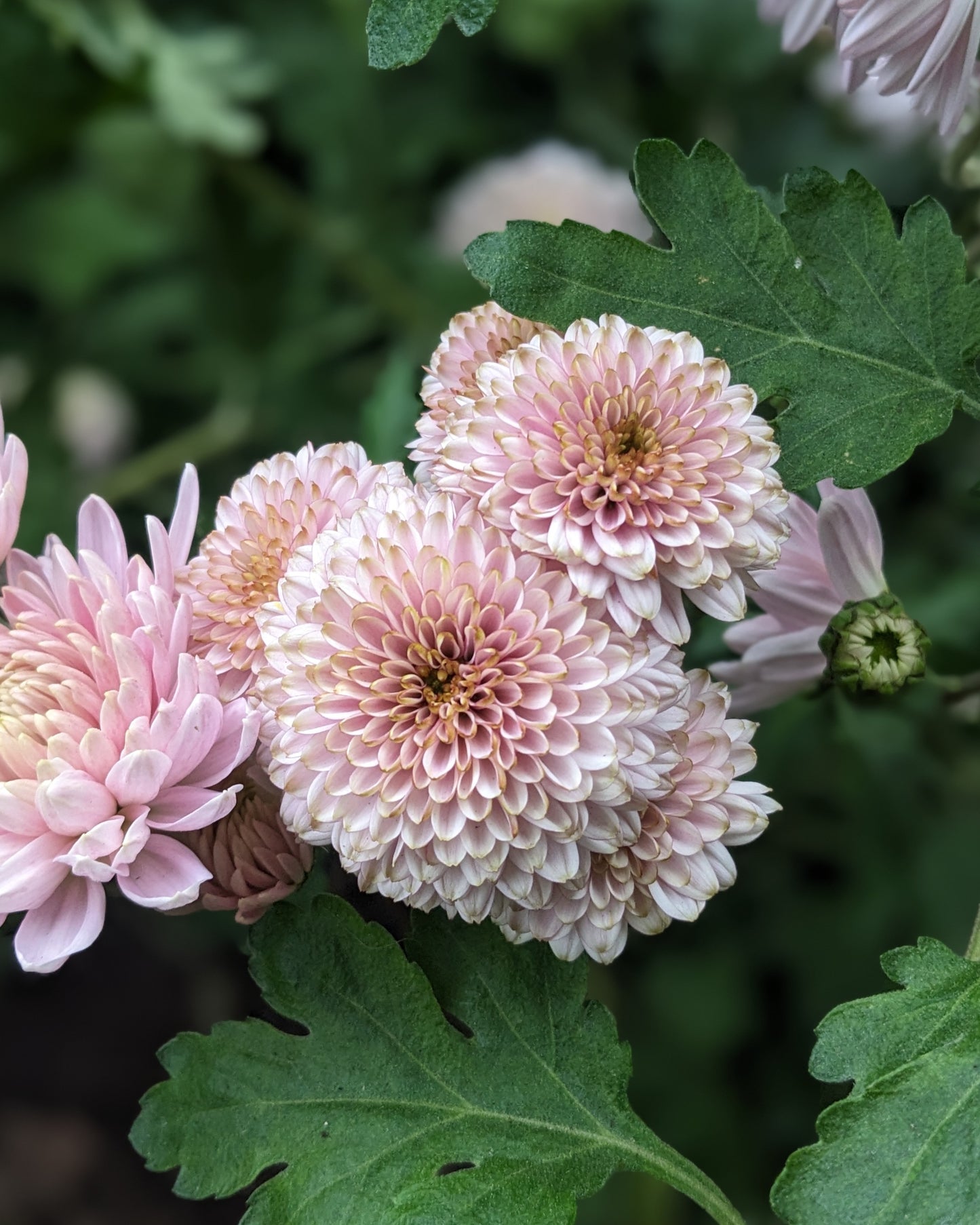 Chrysanthemum - Button Pink x 2
