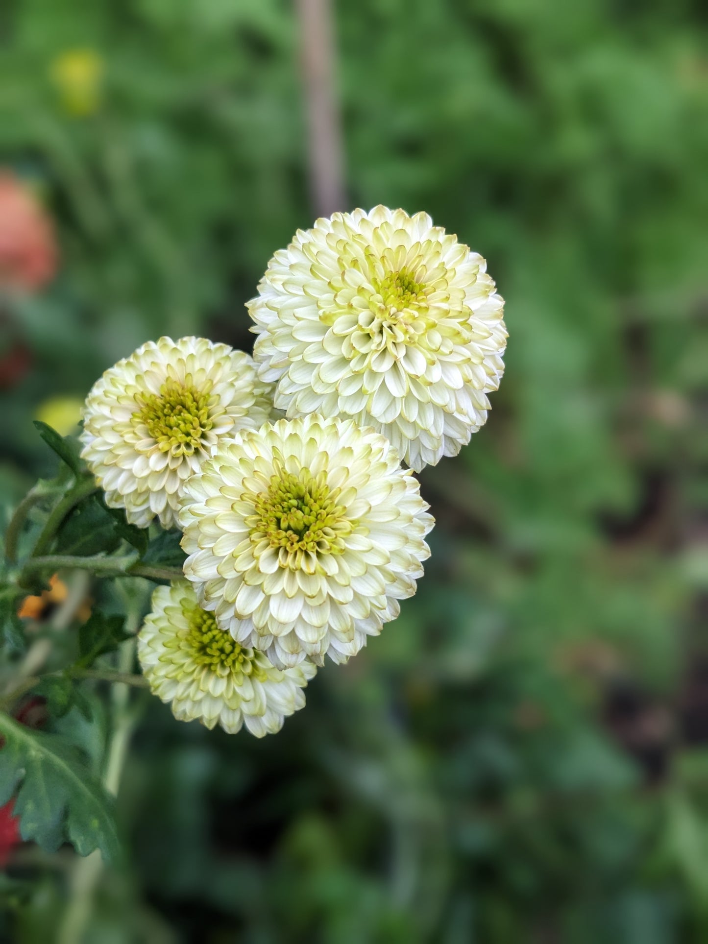 Potted Chrysanthemum - Button White