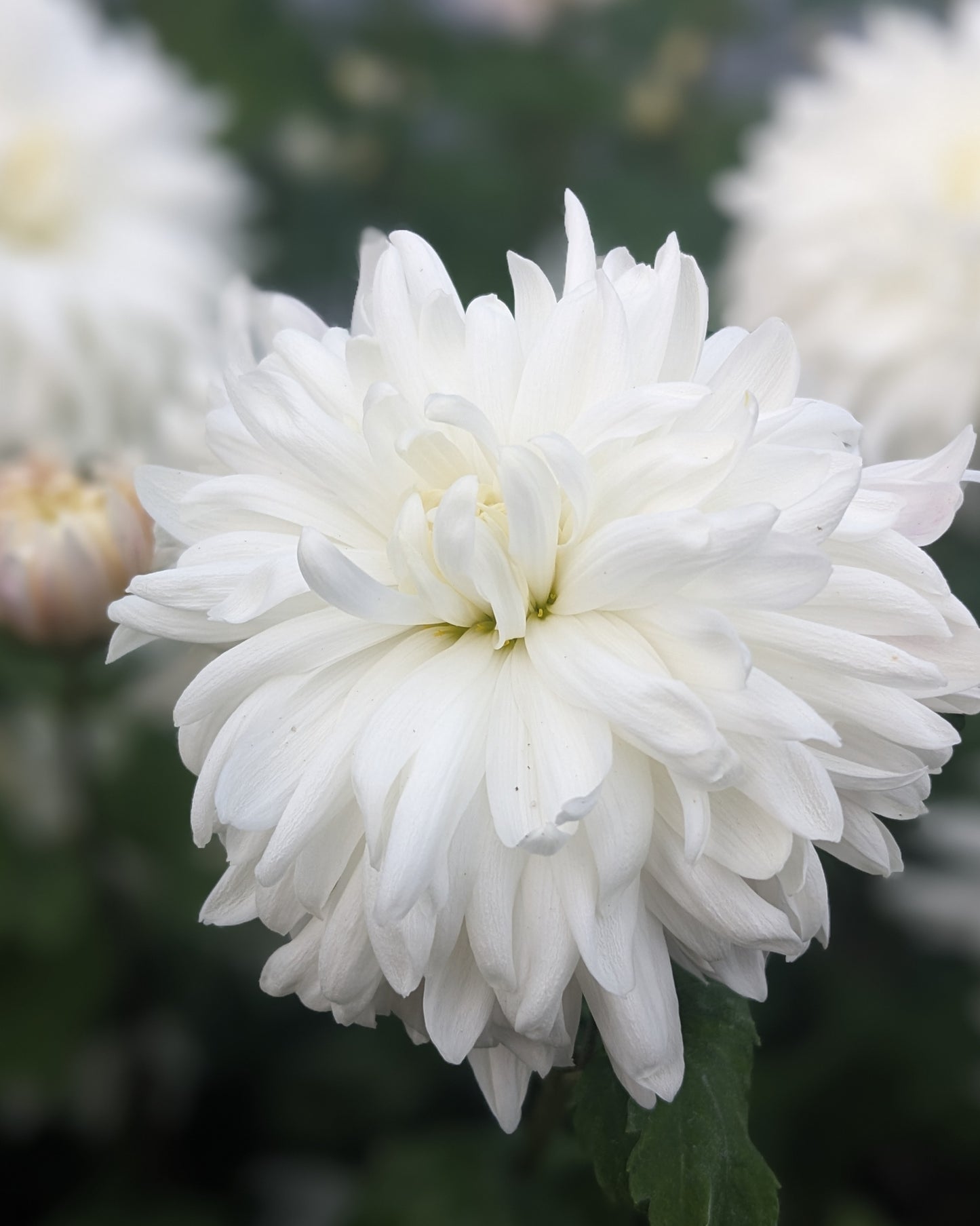 Chrysanthemum - Millie Matthews x 2
