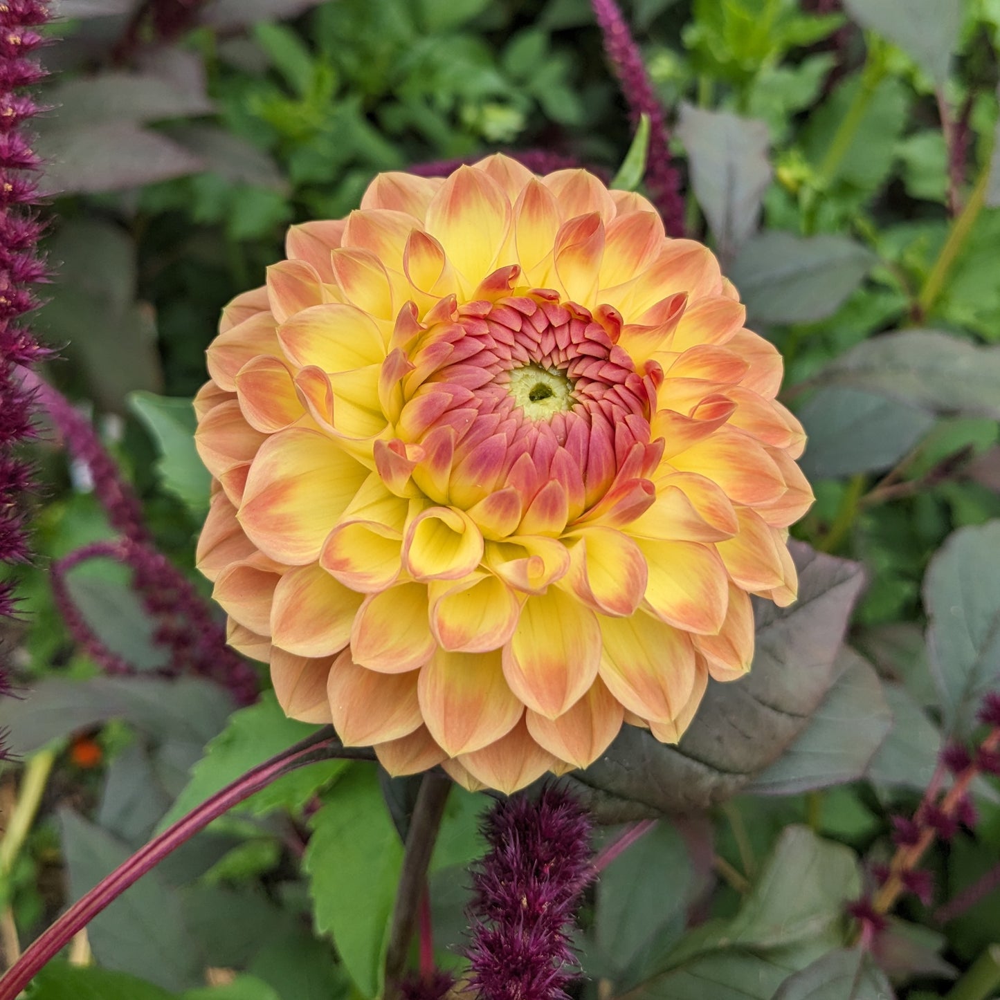 Dahlia - Blyton Softer Gleam
