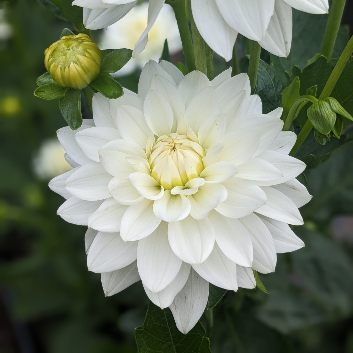 Dahlia - Karma Maarten Zwaan