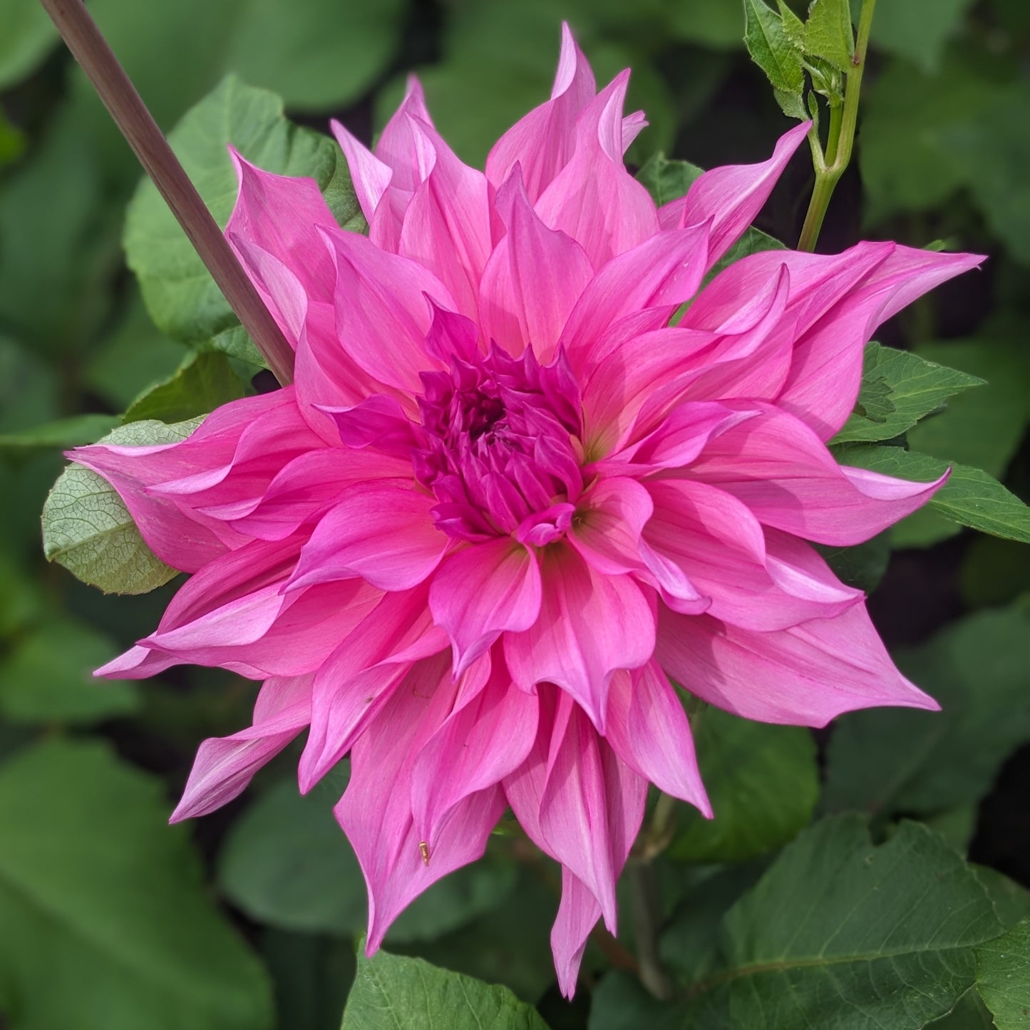 Dahlia - Café Au Lait Rose