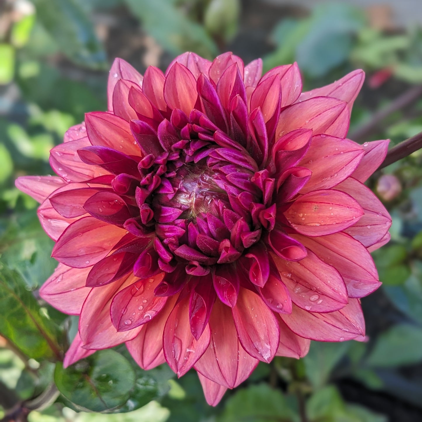 Dahlia - Molly Raven