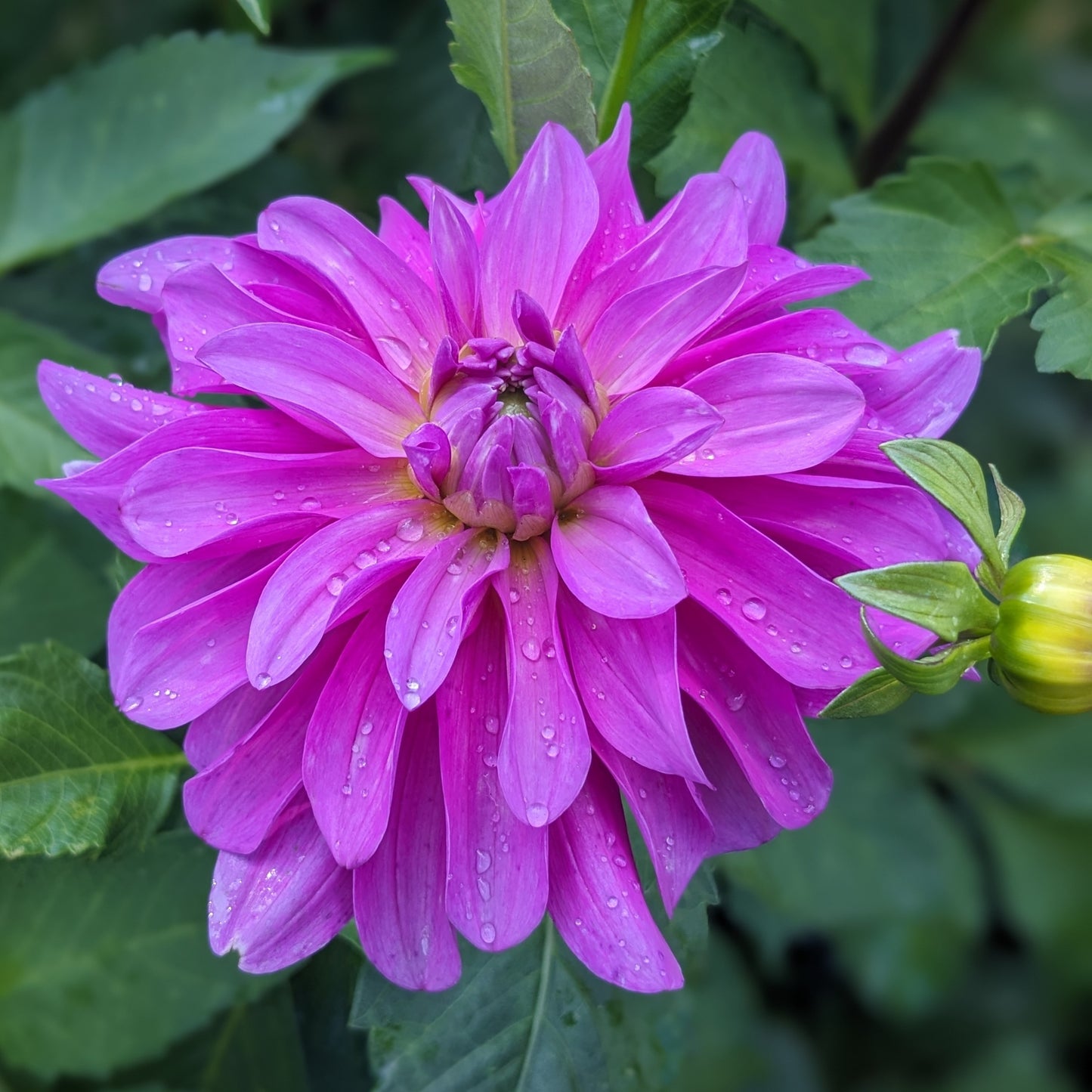 Dahlia - Bluetiful