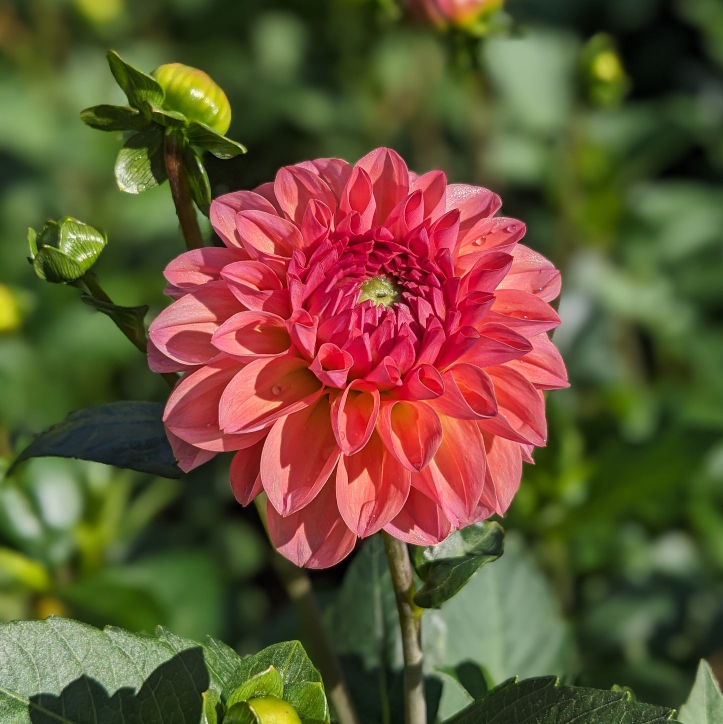 Dahlia - Sebastian