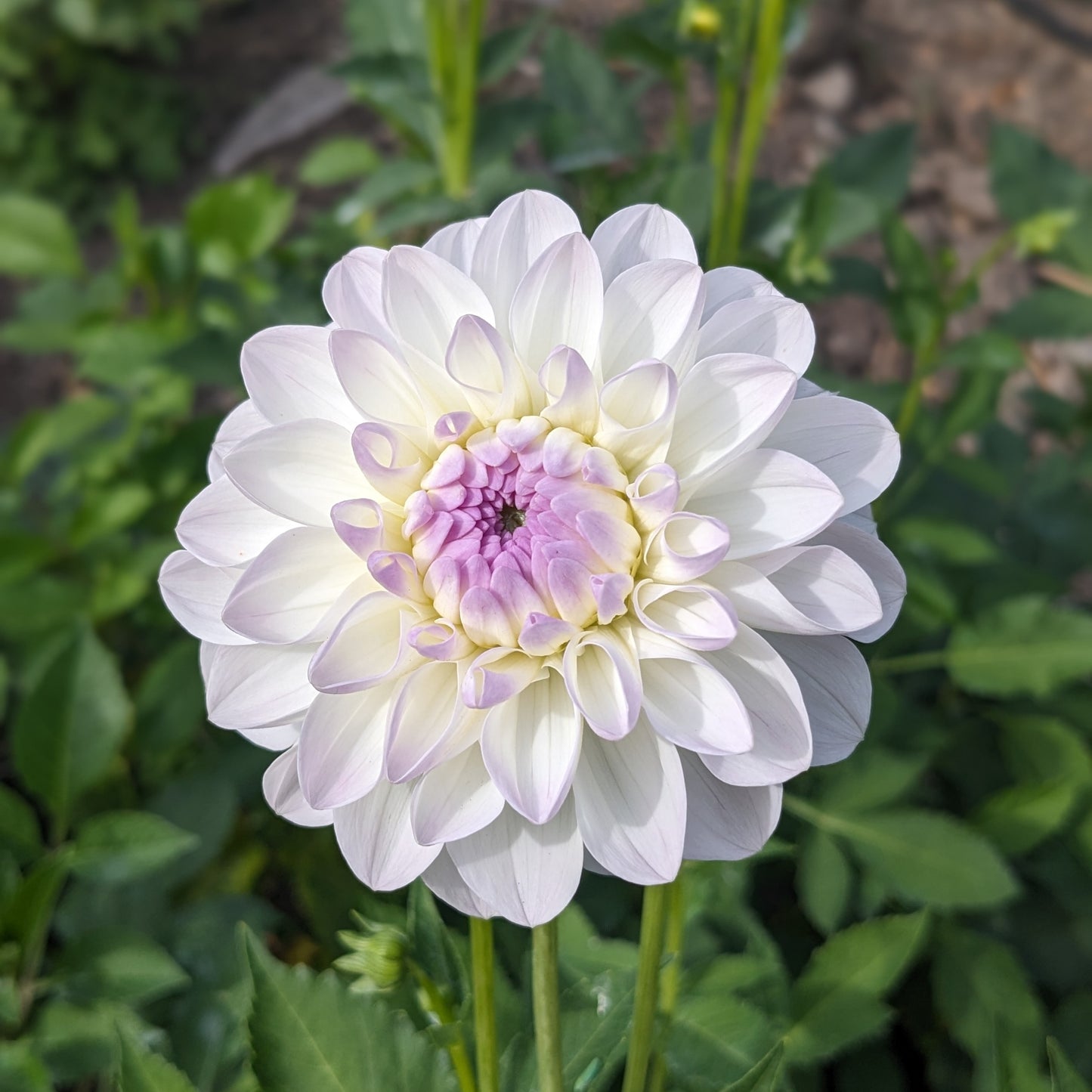 Dahlia - Eveline