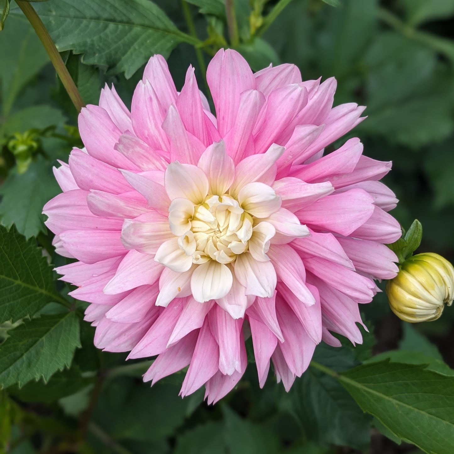 Dahlia - Chilson’s Pride