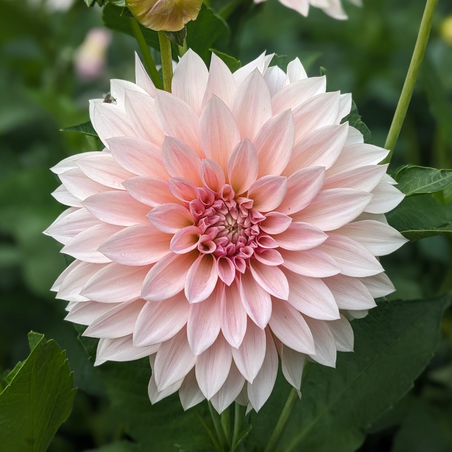 Dahlia - Café Au Lait